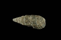 藏品(燒酒海蜷)的圖片